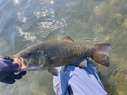 スモールマウスバスの釣果