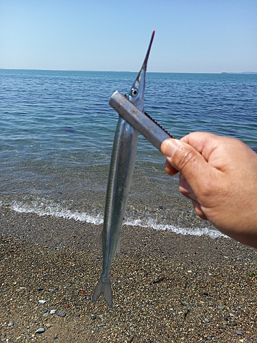 サヨリの釣果