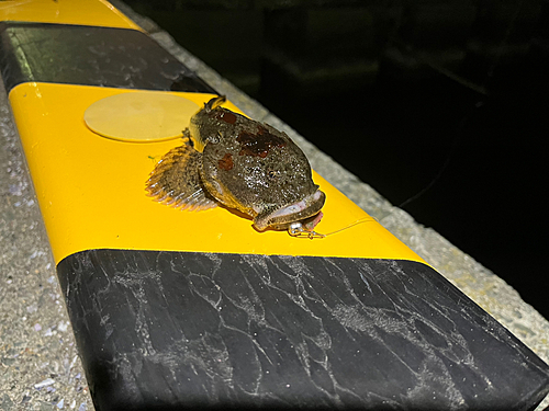 ギスカジカの釣果