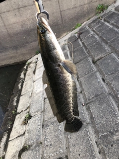 ライギョの釣果