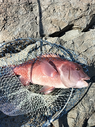 カンダイの釣果