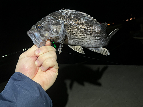 クロソイの釣果