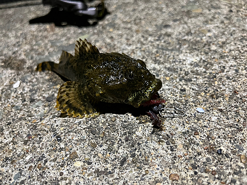 ギスカジカの釣果