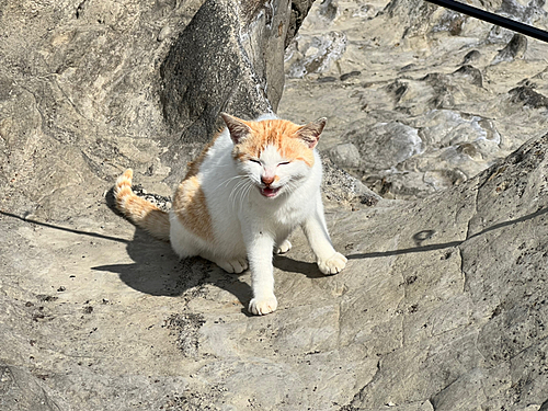 ウツボの釣果