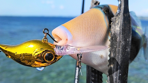 ムラサメモンガラの釣果