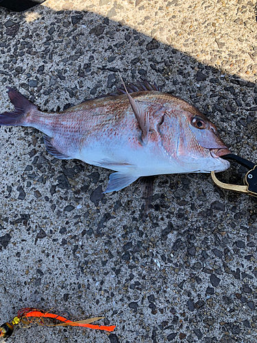 マダイの釣果