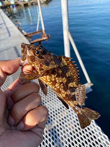 ガシラの釣果