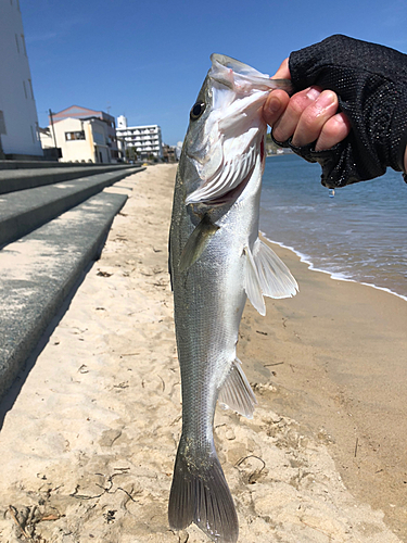 セイゴ（マルスズキ）の釣果