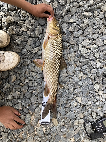 ニゴイの釣果