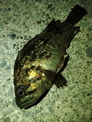 タケノコメバルの釣果