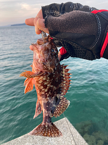 カサゴの釣果