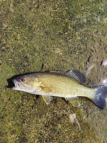 スモールマウスバスの釣果