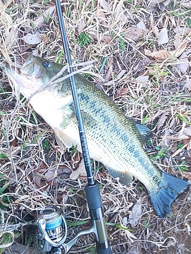 ラージマウスバスの釣果