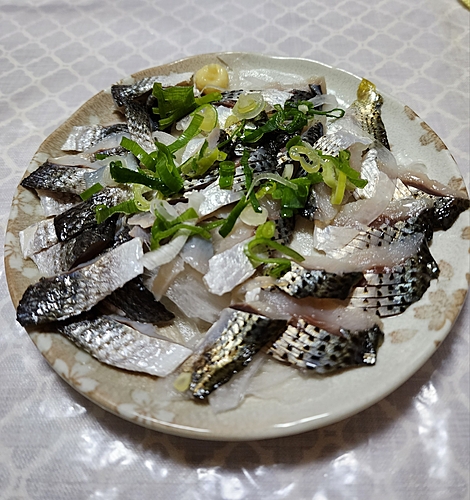 コノシロの釣果