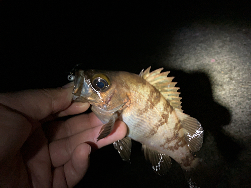 メバルの釣果