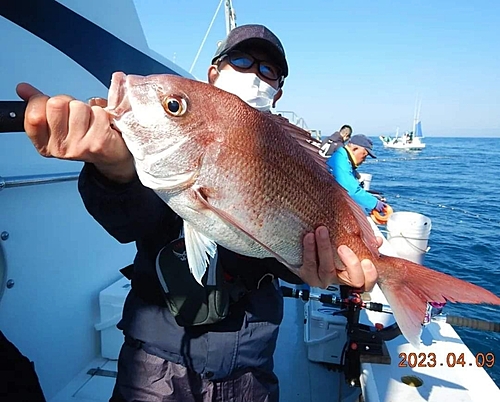 マダイの釣果