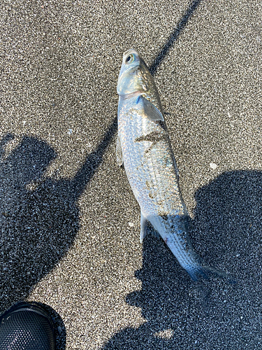 ボラの釣果