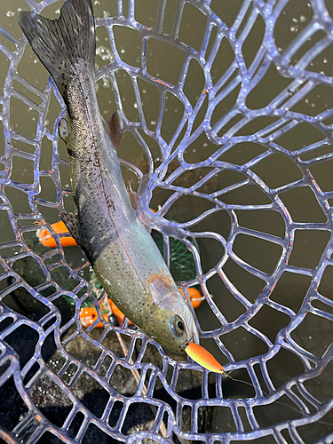 レインボートラウトの釣果