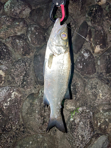 セイゴ（ヒラスズキ）の釣果