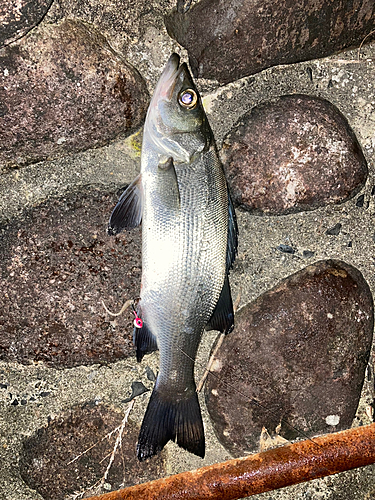 セイゴ（ヒラスズキ）の釣果