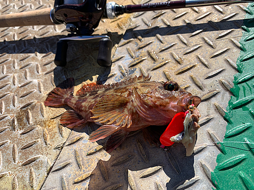 カサゴの釣果