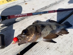 メバルの釣果