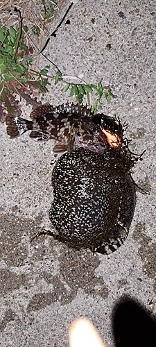 タケノコメバルの釣果