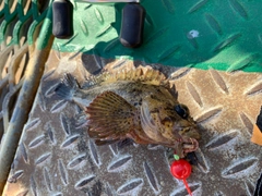 ムラソイの釣果