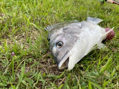 キビレの釣果