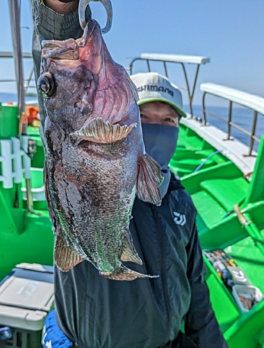 マゾイの釣果