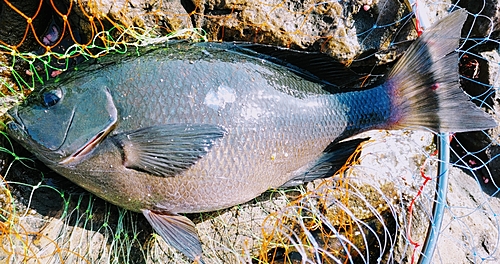 メジナの釣果