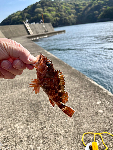 ガシラの釣果