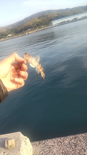 イトヒキハゼの釣果