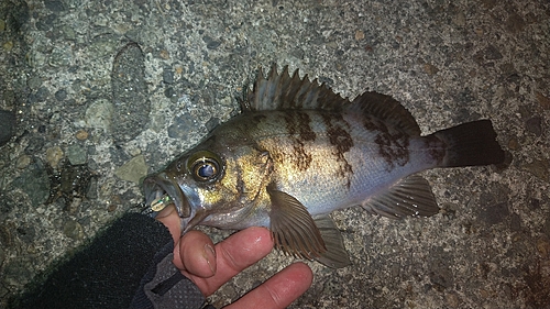 メバルの釣果