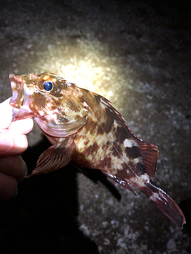 カサゴの釣果