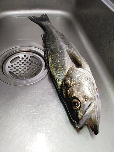 スズキの釣果