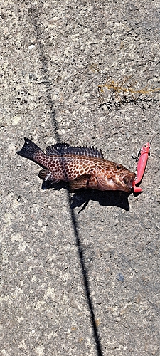 オオモンハタの釣果