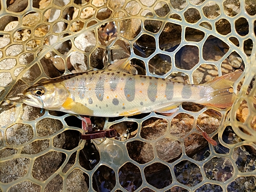 アマゴの釣果