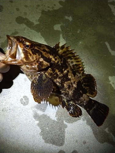 ベッコウゾイの釣果