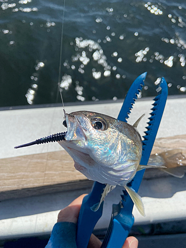 イシモチの釣果