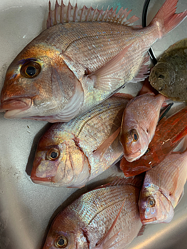 マダイの釣果