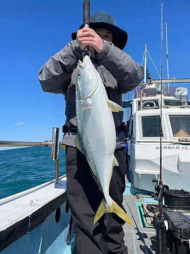 ハマチの釣果