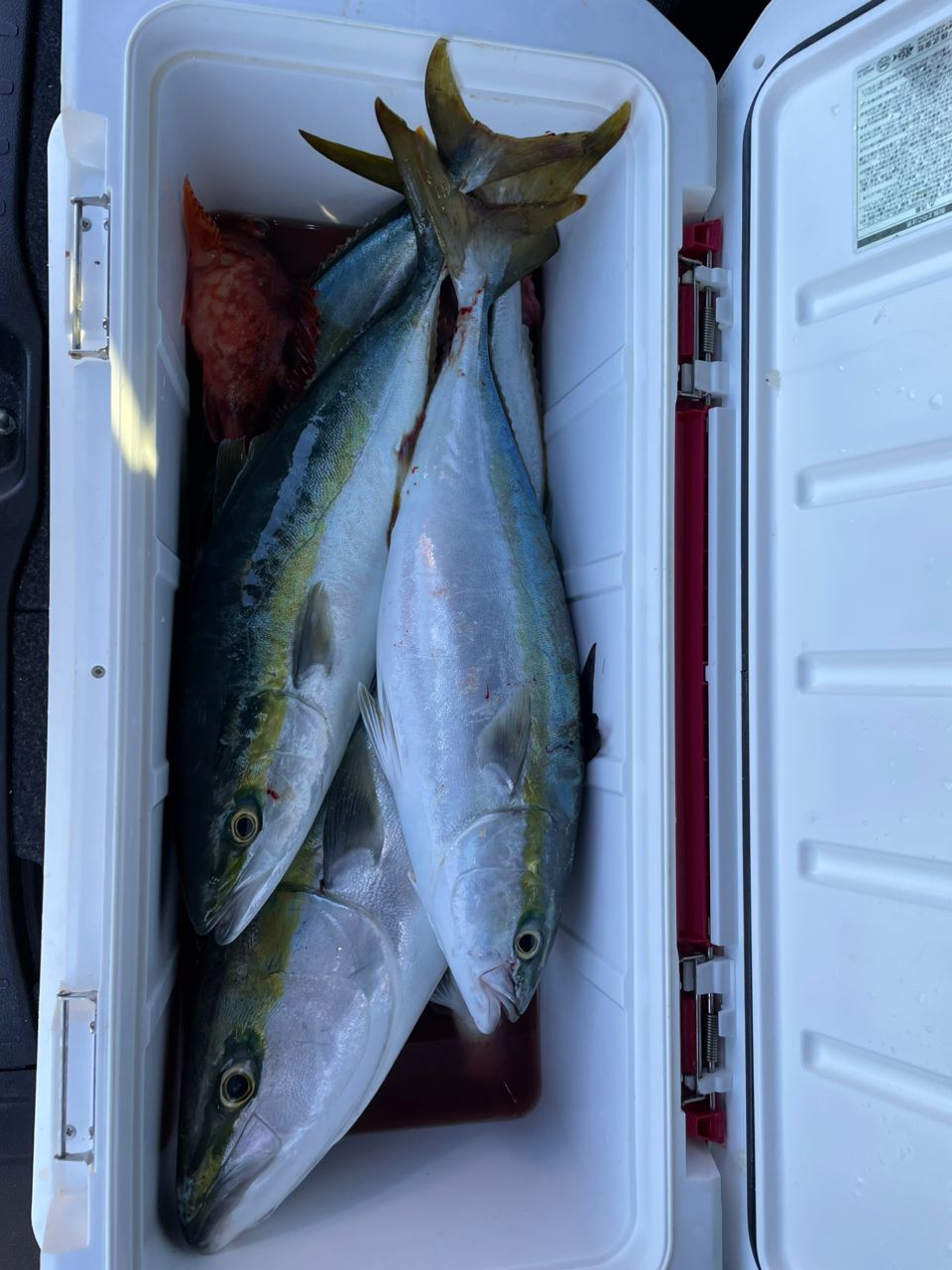 Kiyonnnnnnnさんの釣果 2枚目の画像