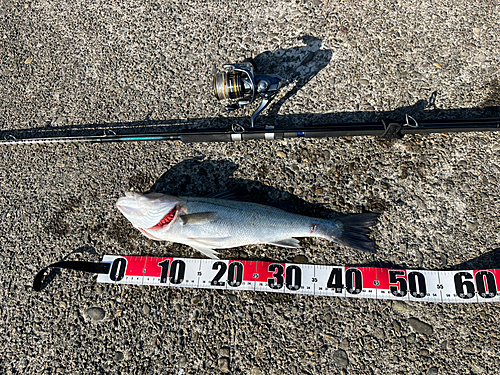 シーバスの釣果