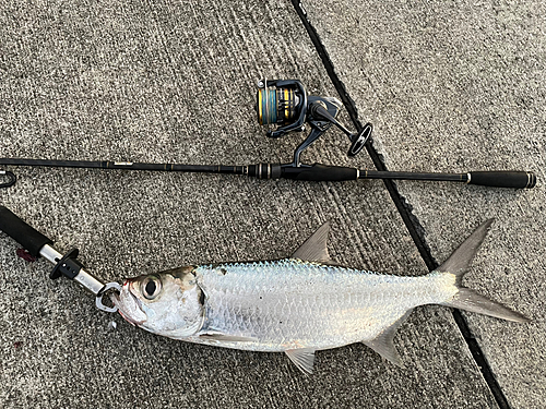 イセゴイの釣果