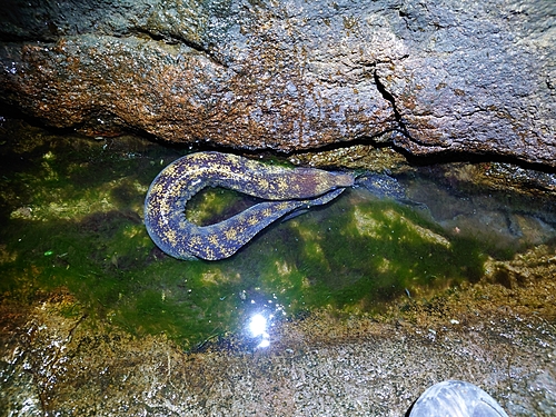 ウツボの釣果