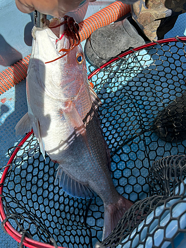 マダイの釣果