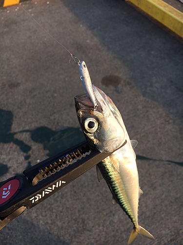 サバの釣果