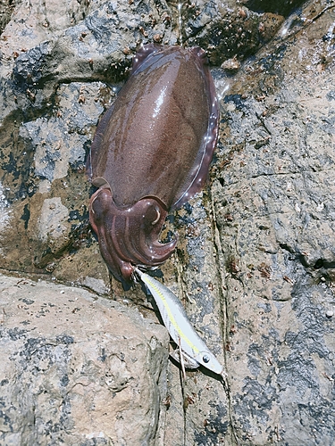 コウイカの釣果