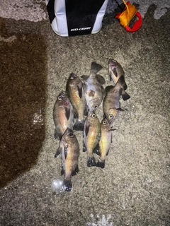 メバルの釣果